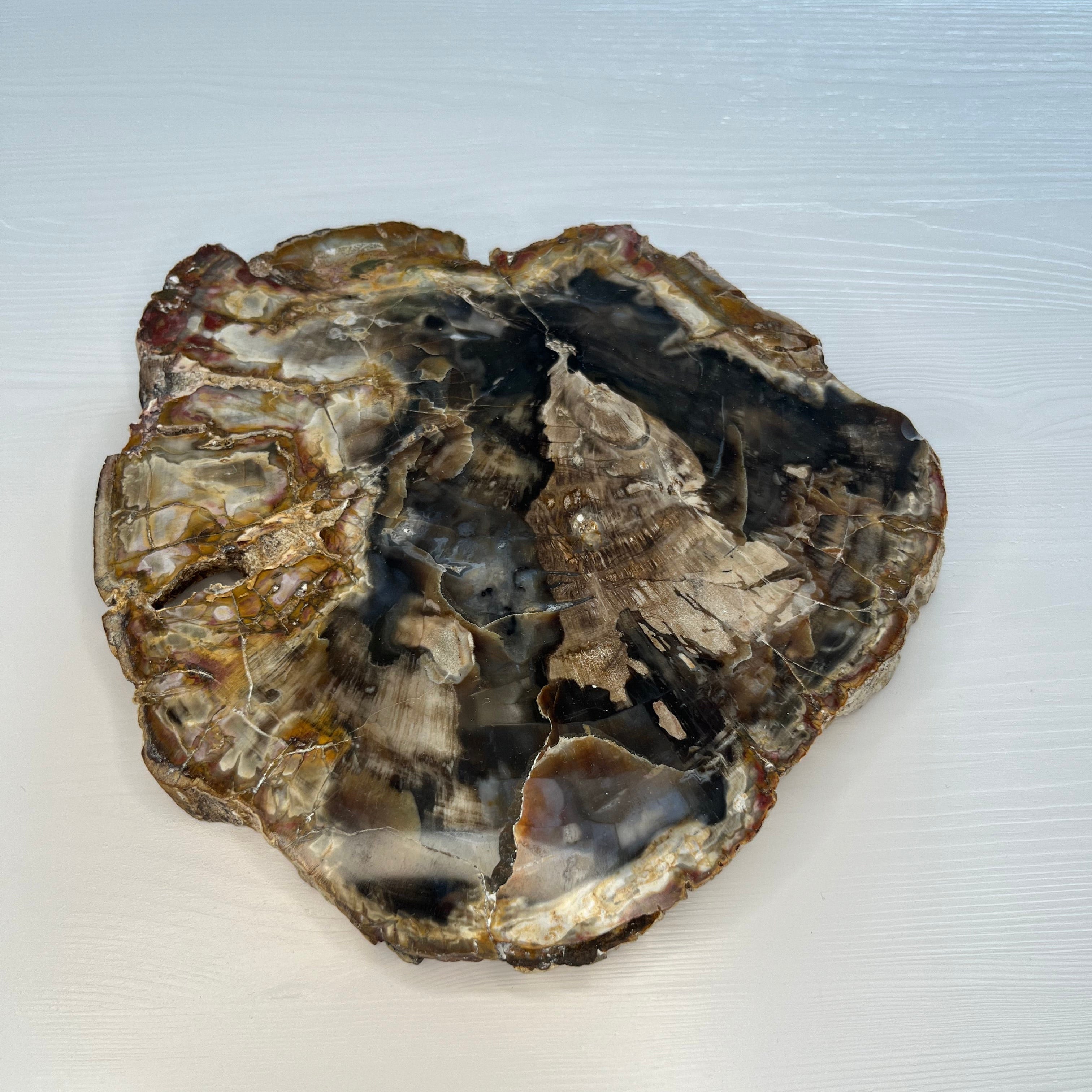 versteinertes Holz Scheibe, Extra-Qualität