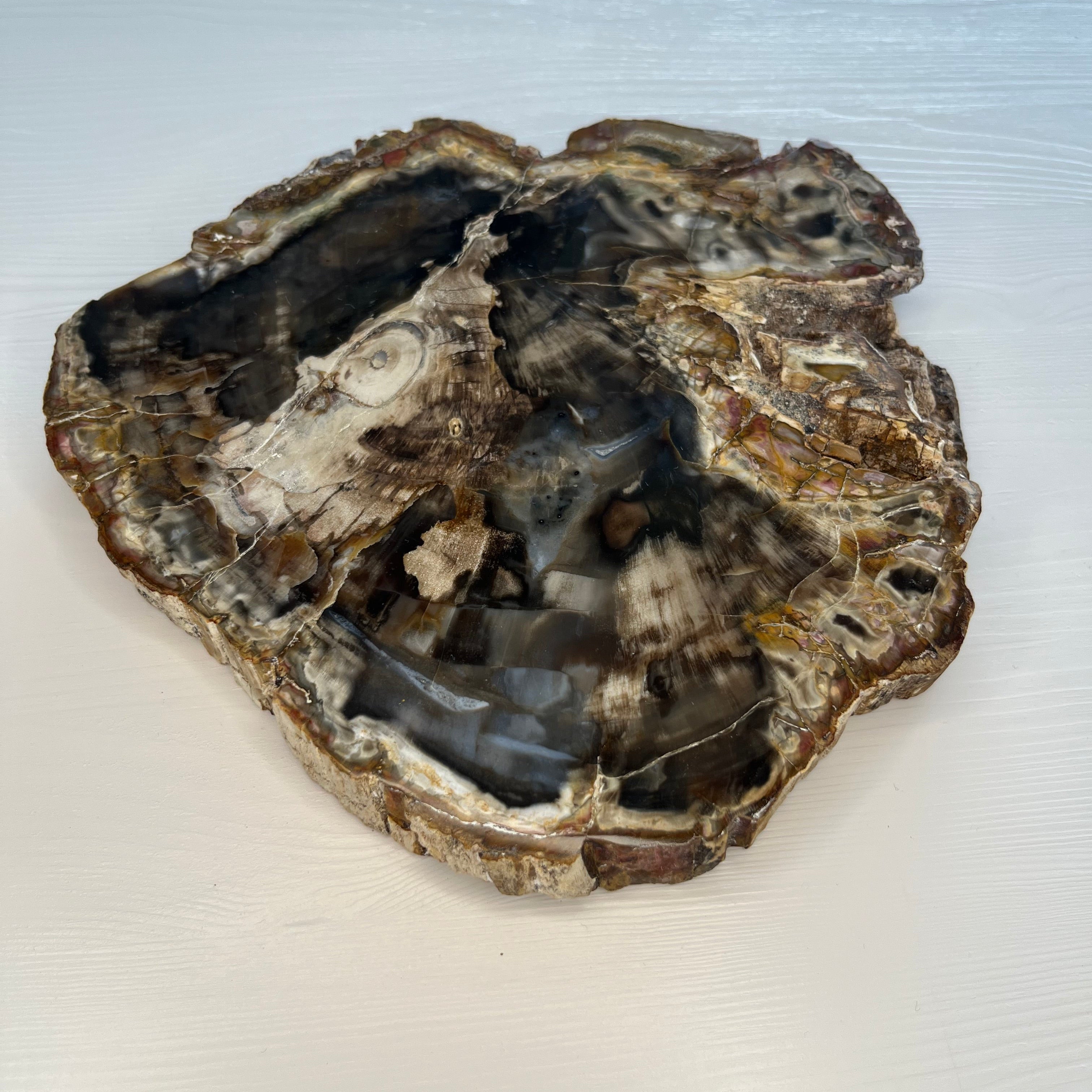 versteinertes Holz Scheibe, Extra-Qualität