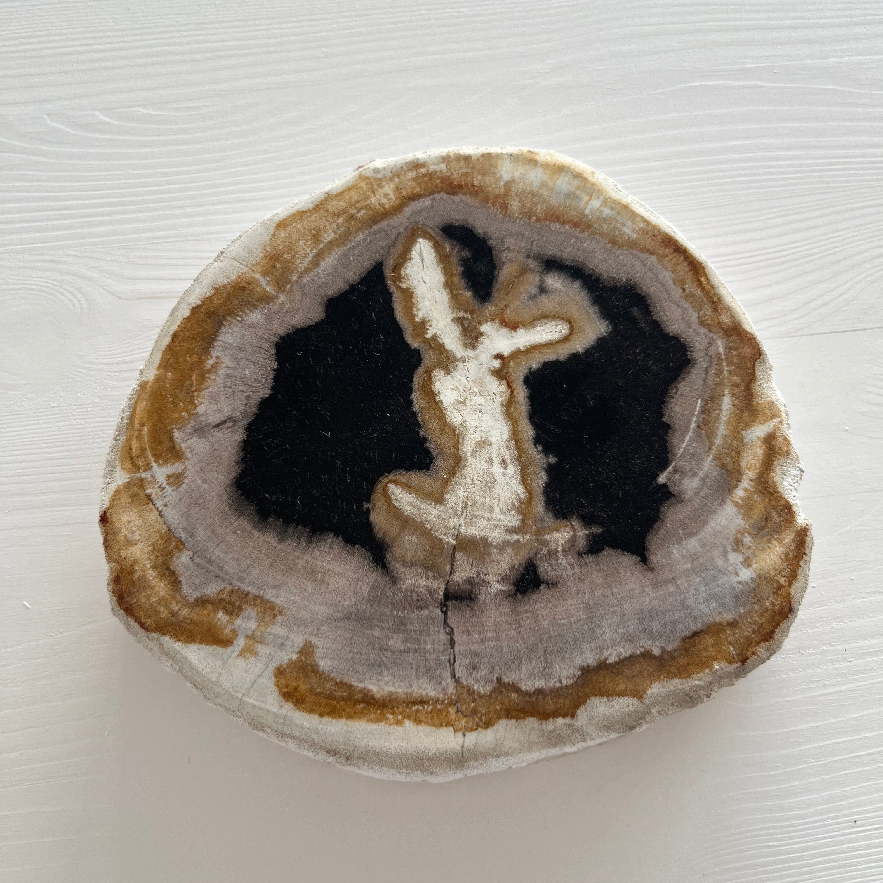 versteinertes Holz Scheibe