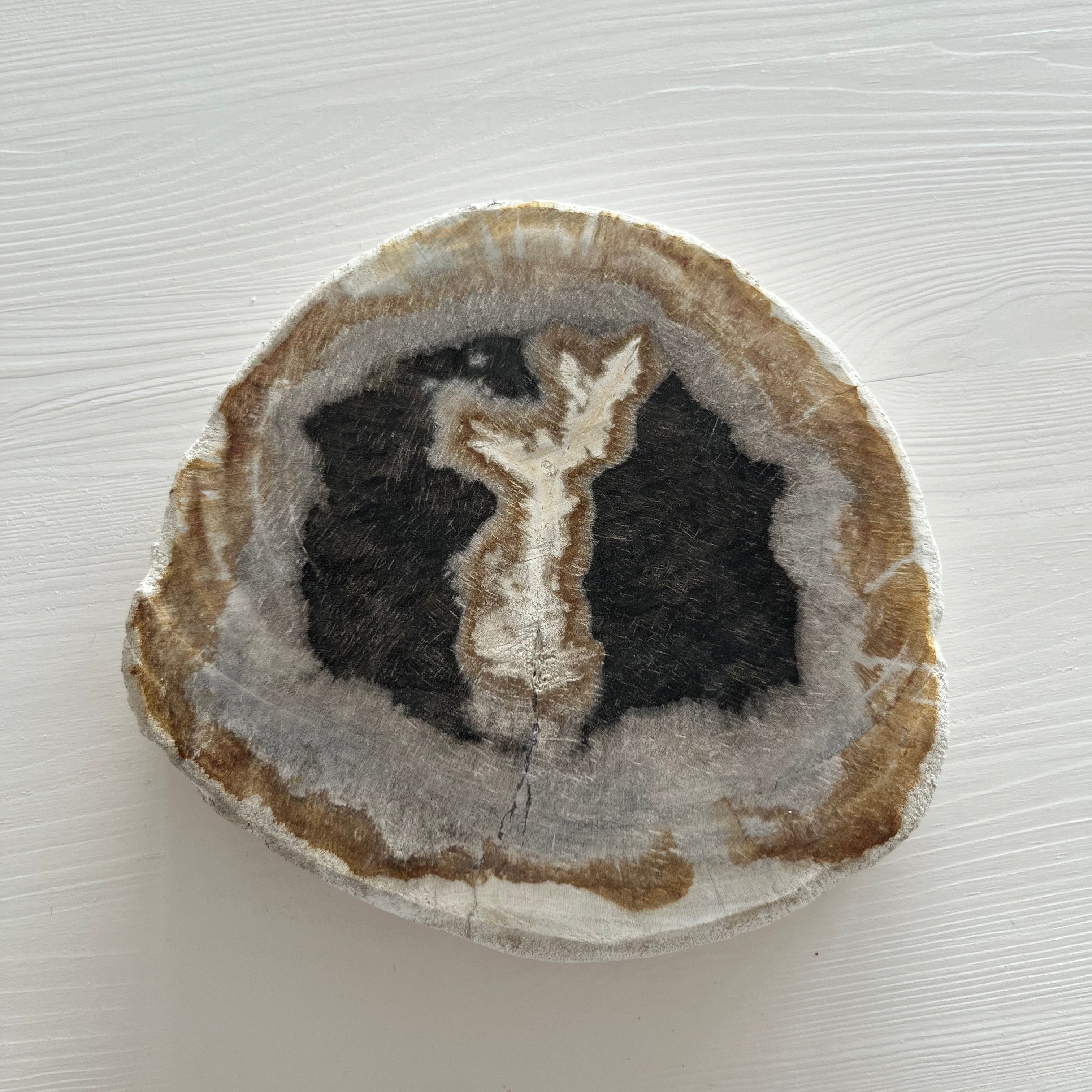 versteinertes Holz Scheibe